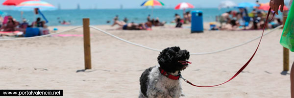 Playa Pinedo perros